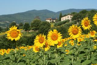 Agriturismo Le Ceregne Bio - Pieve Santo Stefano - 8