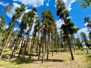 Quicksilver 1616 by SummitCove Lodging - Keystone - 3