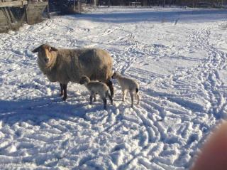 Buchbinderhof in Uckermark - 4