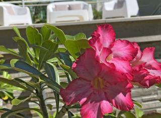 Villa La Belle Capresse - 3