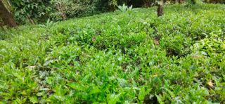 Robin's Paradise Deluxe Villa - Vagamon - 3