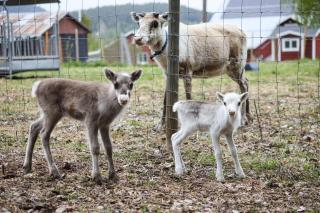 Reindeer Ranch - Tavelsjö - 4