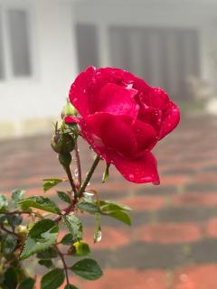 Spring cottage - Ooty - 9