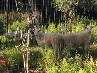 Lilly Traditional Cretan Villa - 7