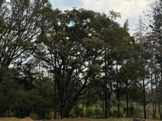 Residencial Piedra & Roble - Huasca de Ocampo - 7