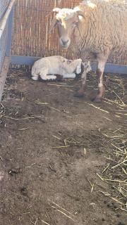 Palmera dar Zahra - 5