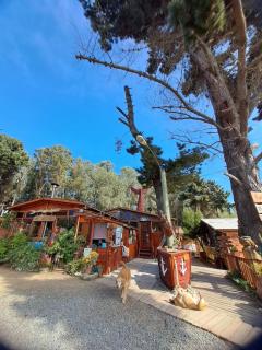 SUITE & CABAÑAS Los PINARES con Desayuno INCLUIDO- PET FRIENLY - Isla Negra - 9