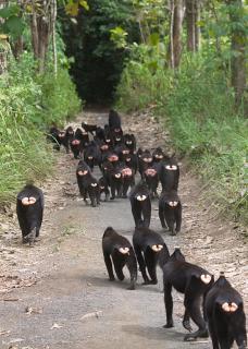 Tangkoko Macaca - Rinondoran - 1