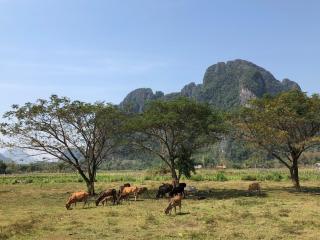 Romantic View Resort - Vang Vieng - 3