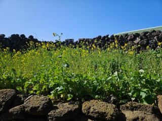 Udo Seaside House - Jeju - 4