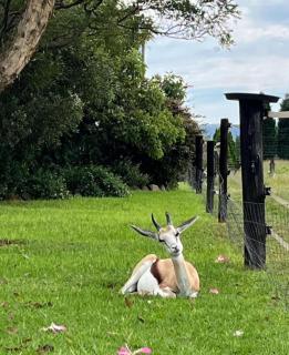Sanctuary life guest farm - Magaliesburg - 0