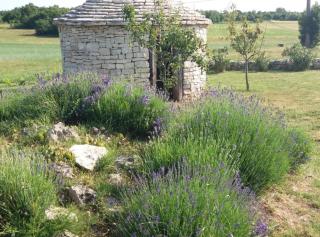 Authentic Istrian Rooms for Unforgettable Stays - Vodnjan - 2