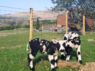 Fell Foot - Ukc5294 - Bassenthwaite - 1