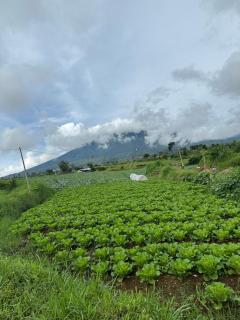 Villa Ubud at Jason Farm Cipanas - Pacet - 9