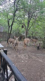 Parradys Marloth Park - Marloth Park - 9