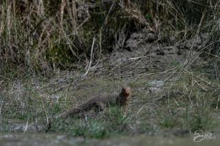 Namaste Bardiya Resort - 2