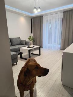 APARTAMENT Przy RYNKU - Sanok - 6
