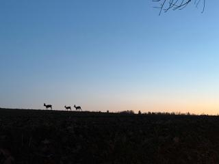 Natur pur - Kraiburg am Inn - 5