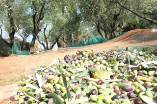 Villa Appartment parking with garden near the sea - Caniparola di Fosdinovo - 3