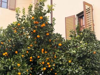 Villino Gemma, Elegant Living with a Tuscan Touch - Florence - 6