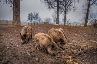 Ferienhaus Fichtenzauber am Wildgehege - Pfrunger Ried - - 5