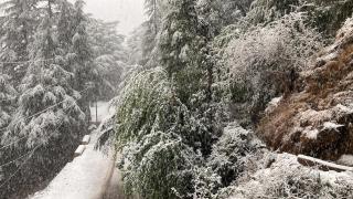Fiddlehead Fern - Dharamsala - 3