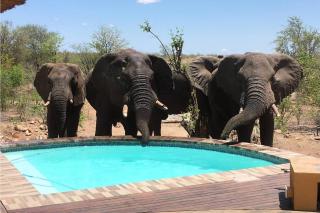 Bushvilla Umoja im Krüger Nationalpark mit Pool - Phalaborwa - 0