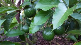 Hale O Nani Mala Pua - 5