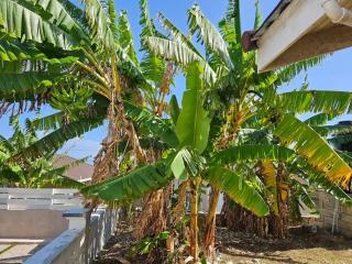 FLEX VILLA all inclusive JA - Falmouth - 6