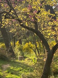 Les Restanques de Bibémus - Aix-en-Provence - 8