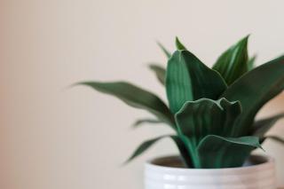 Back Bay Tuckaway - 2