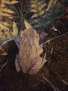 Hostal Parque Etnobotánico Omaere - 6