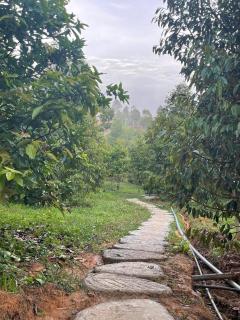 FarmStay Vua Sầu Riêng - Buôn Ké Blang - 5