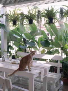 Booming House 清迈布鸣别墅 - Chiang Mai - 5