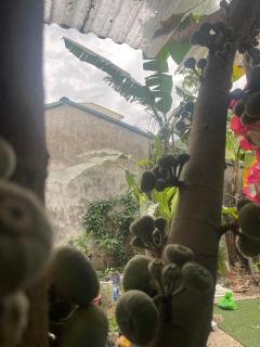 ROSIE HOMESTAY Hà Giang - Ha Giang - 9