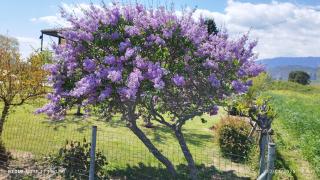 Meteora countryside villa - 1