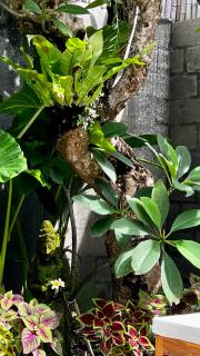 Tropical 2BR Villa with Private Pool in Canggu - Canggu - 7