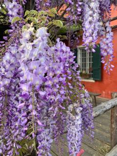 Fattoria Amelia - Santa Caterina - 9