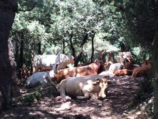 Casa Fochita - single villa with private pool - 9