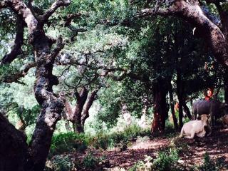 Casa Fochita - single villa with private pool - 5