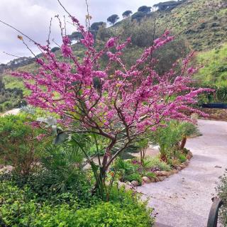 villetta dei fichi d'India - Rio nellʼElba - 9