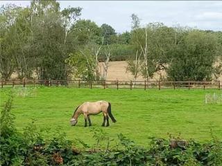 House with a View - Chertsey - 3