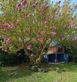 Cottage le petit Tôt - Barneville-Carteret - 6