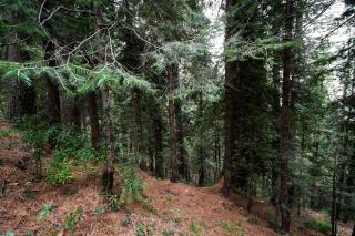 ESCAPE Hotels & Resorts - Nathia Gali - 1