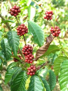 Coffee View Holiday Homes - Thirunelli - 5