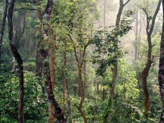 Coffee View Holiday Homes - Thirunelli - 3