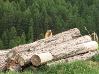 Superdevoluy avec vue sur les pistes et montagne - Le Dévoluy - 9