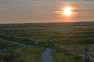 Seemöwe am Naturstrand - 8