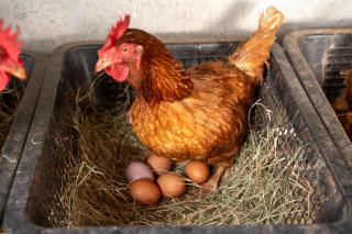 Narucha Farmstay - 1