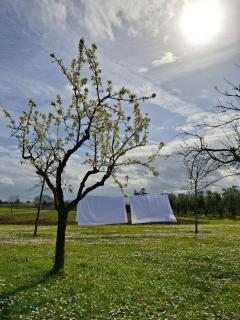 Podere Radici - Room & Breakfast - Misano Adriatico - 4